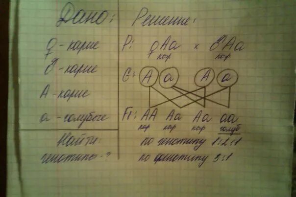 У кареглазых родителей родился голубоглазый сын. Определить генотип родителей. Оба родителя с курчавыми волосами. У кареглазых родителей родился голубоглазый ребенок Тип мутации.