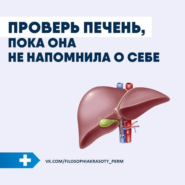 Проверить печень какие. Норма показателей печени в анализе крови. Проверить печень какие. Расширенное обследование печени. Печёночный пробы в биохимическом анализе крови норма.