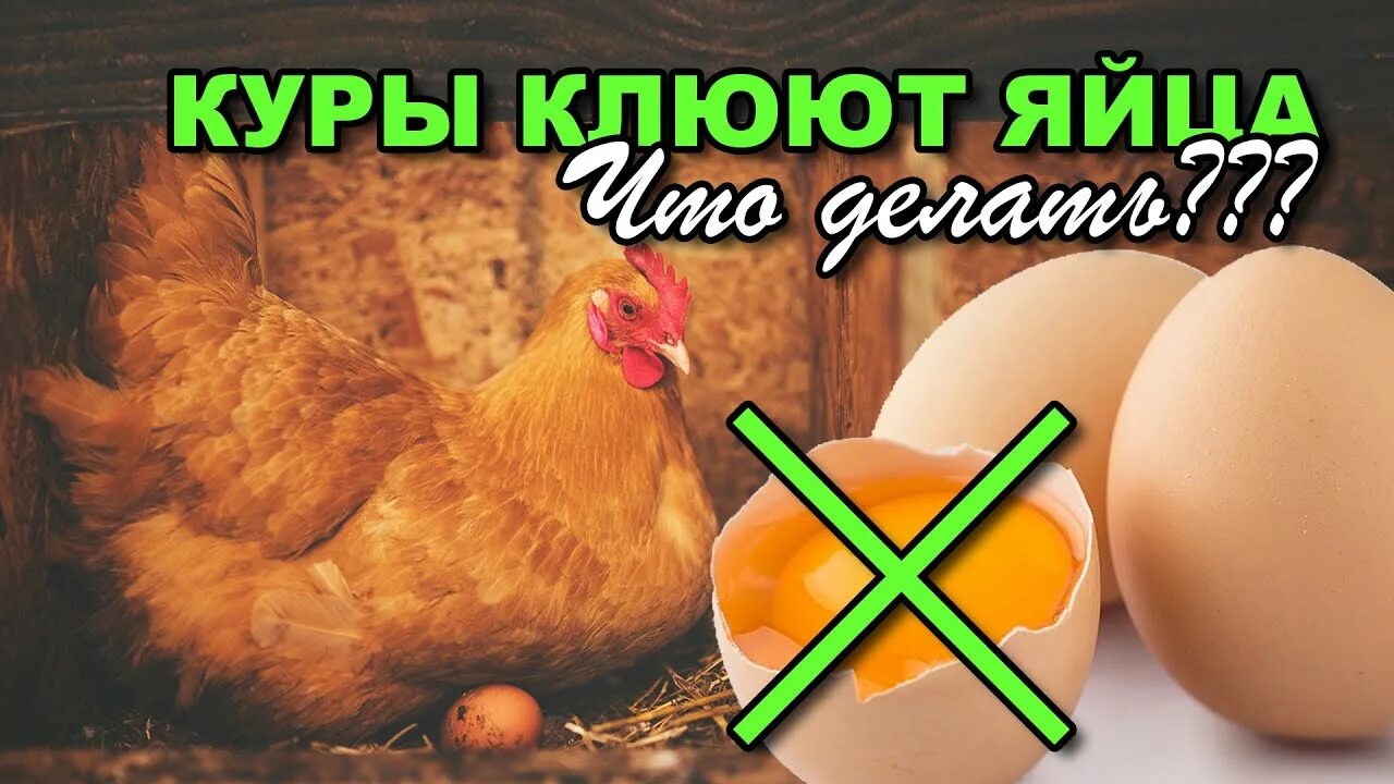 Как отучить кур клевать яйца. Курица расклевывает яйцо. Причина расклевывания яиц курами. От расклева яиц для кур несушек. Средство от расклева яиц курами.