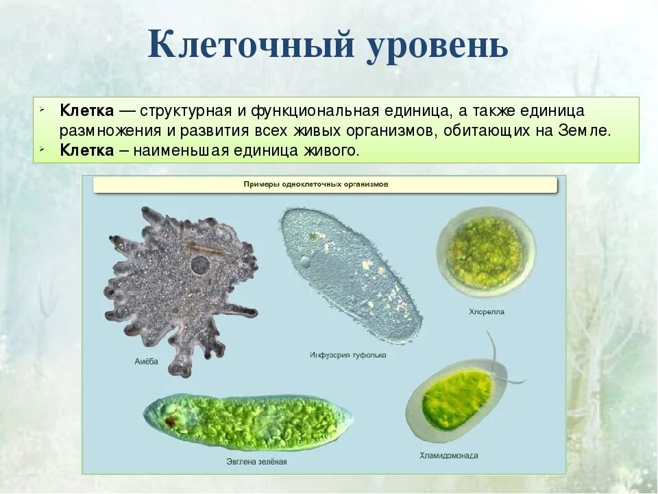 Клеточный уровень примеры. Клеточный уровень организации. Клеточный уровень организации примеры. Уровни организации клетки. Уровни организации организма клеточный