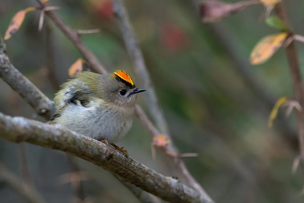 Рубиновоголовый королёк. Позы королька. Королек хабаровск птица. Красноголовый королек. Позы королька.