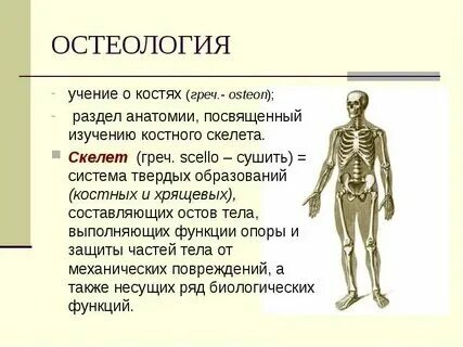 Остеолог врач. Остеолог врач