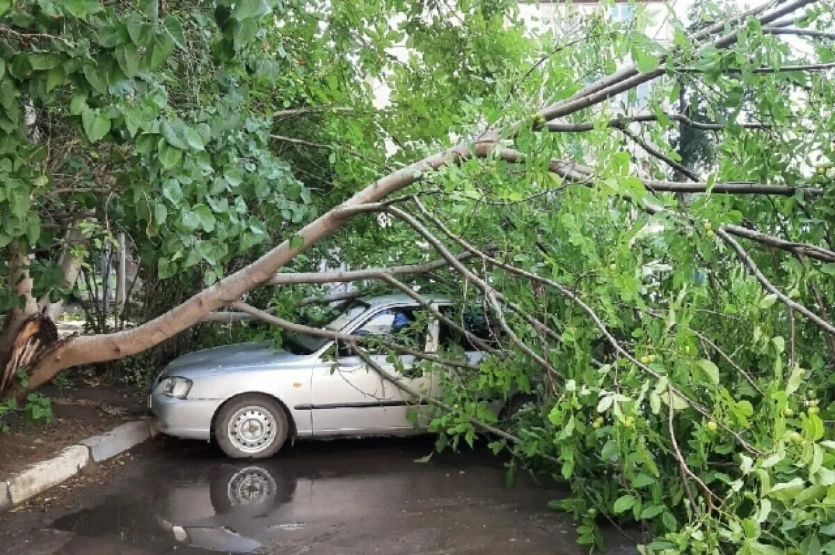 Фото упавших деревьев