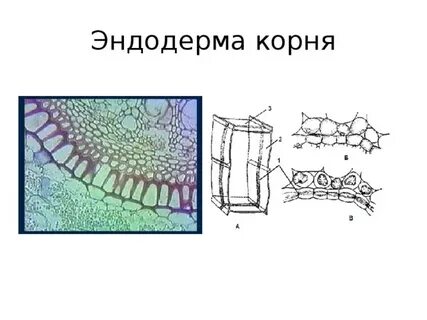 Эндодерма какая ткань