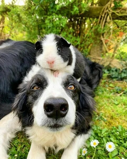 Породы собак бордер колли с фотографиями