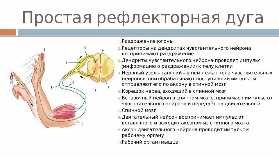 Рефлексы мышц. Строение рефлекторной дуги чувствительности. Рефлекторная дуга нервной системы анатомия. Рефлекторная дуга строение и функции. Рефлекторная дуга периферической системы.