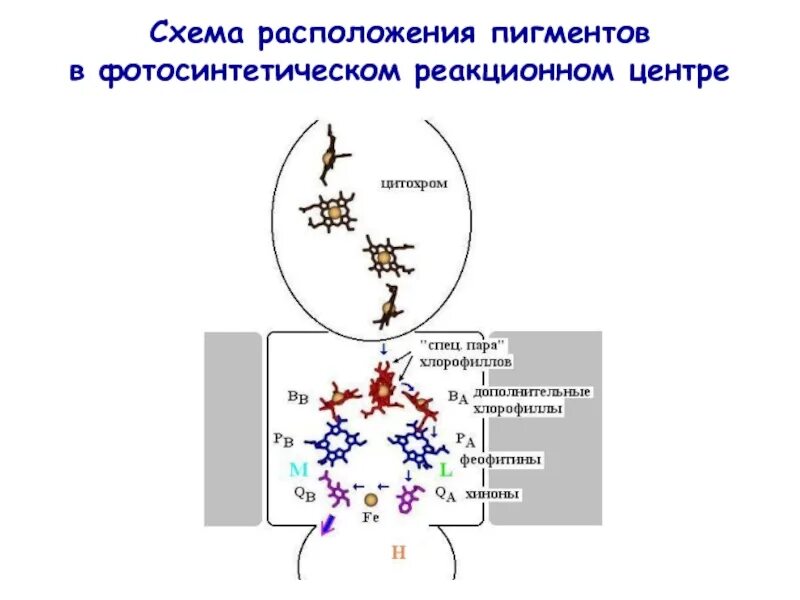 Белки пигменты. Реакционный центр. Фотосинтетический центр. Белки схема. Реакционный центр это в биологии.