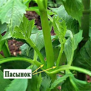 Как прищипывать георгины