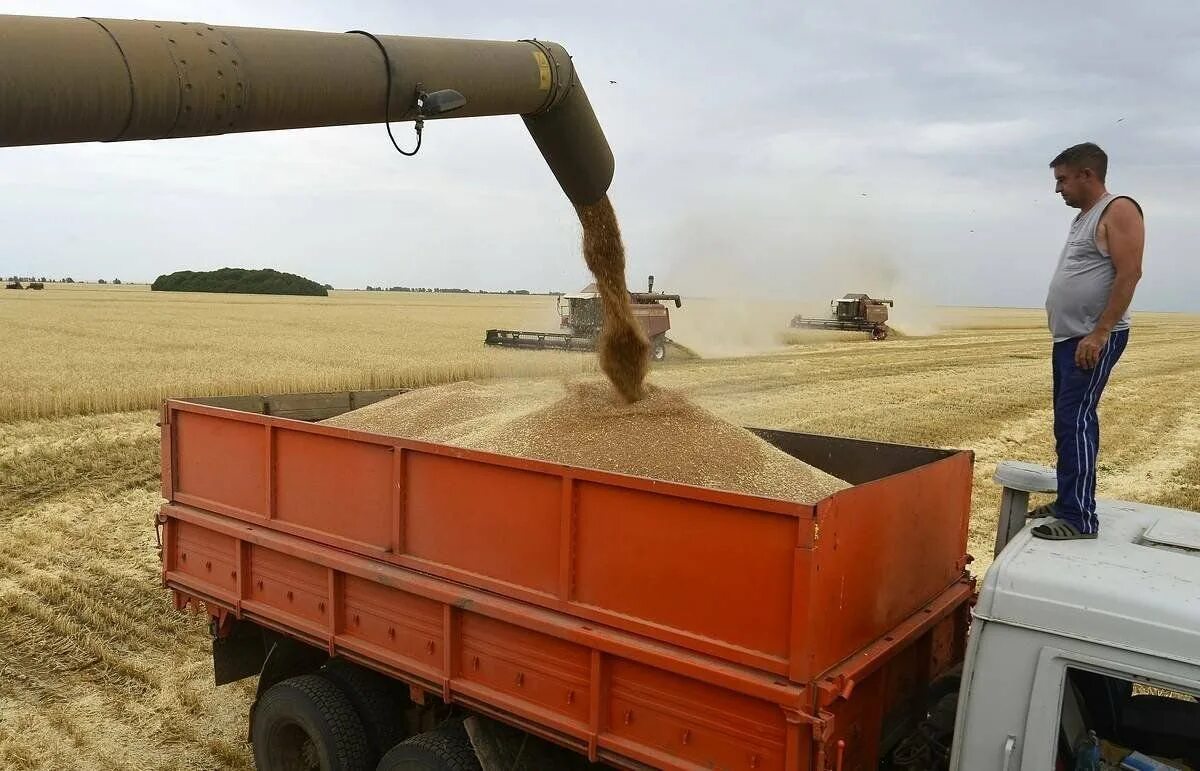 На обед выгрузили 7/10 зерна. Комбайн молотит зерно. Вольво fh 440 тент растентовка. Выгрузка подсолнечника на элеваторе. Математика 5 класс до обеда выгрузили 7/10 зерна.