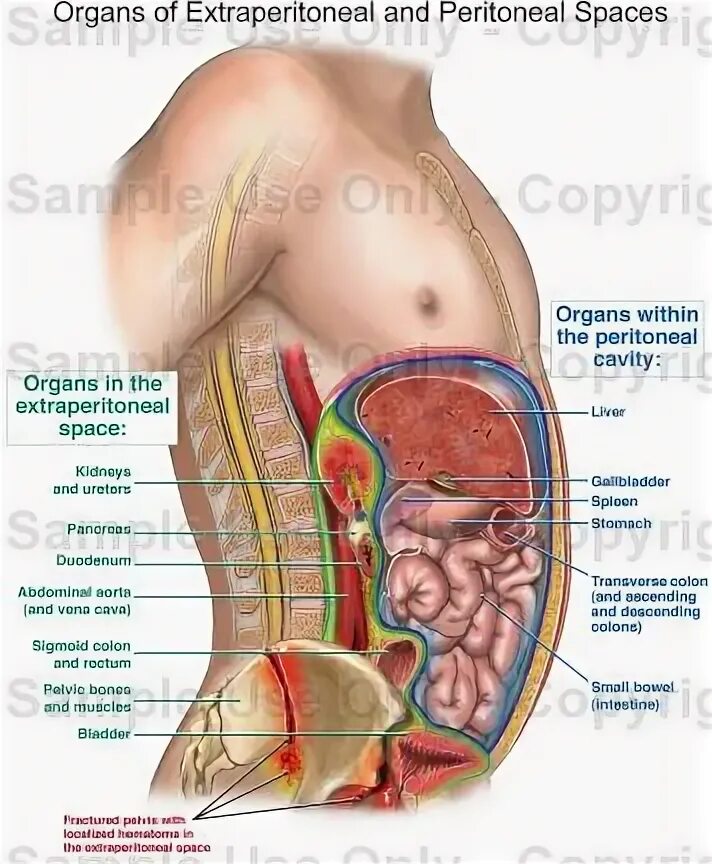 Расположение внутренних органов человека в брюшной. Органы брюшной полости сбоку. Строение человека внутренние органы вид сзади. Органы брюшной полости человека со спины. Расположение органов брюшной полости сзади.