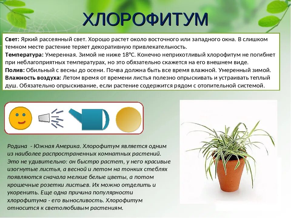 Как часто поливать хлорофитум. Хлорофитум хохлатый паспорт растения. паспорт растения хлорофитум. родина хлорофитума комнатного растения. паспорт комнатных растений хлорофитум.