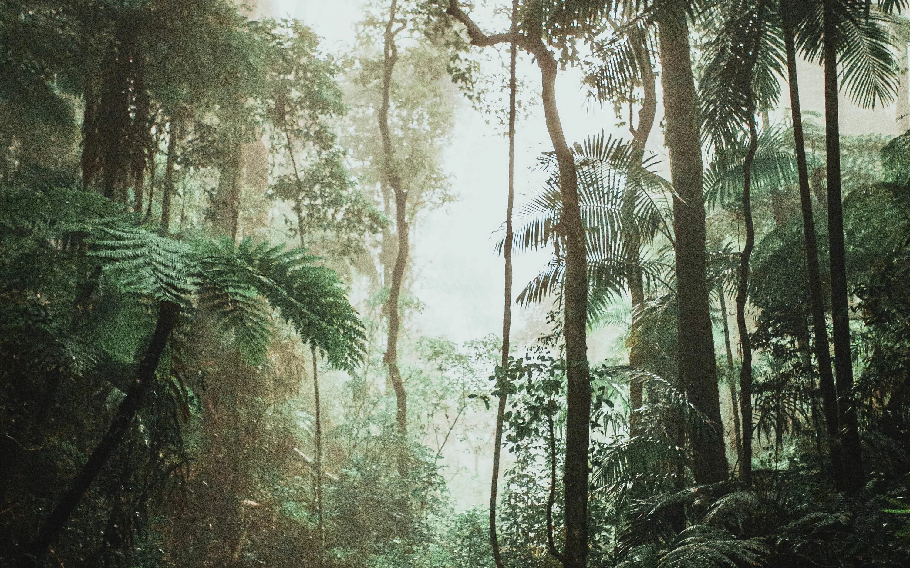 Джунгли внутри тебя. Уильяма Стейга« джунгли забахаба». Джунгли Лопакал Геншин. Коста Рика тропический лес. Джунгли 939765.
