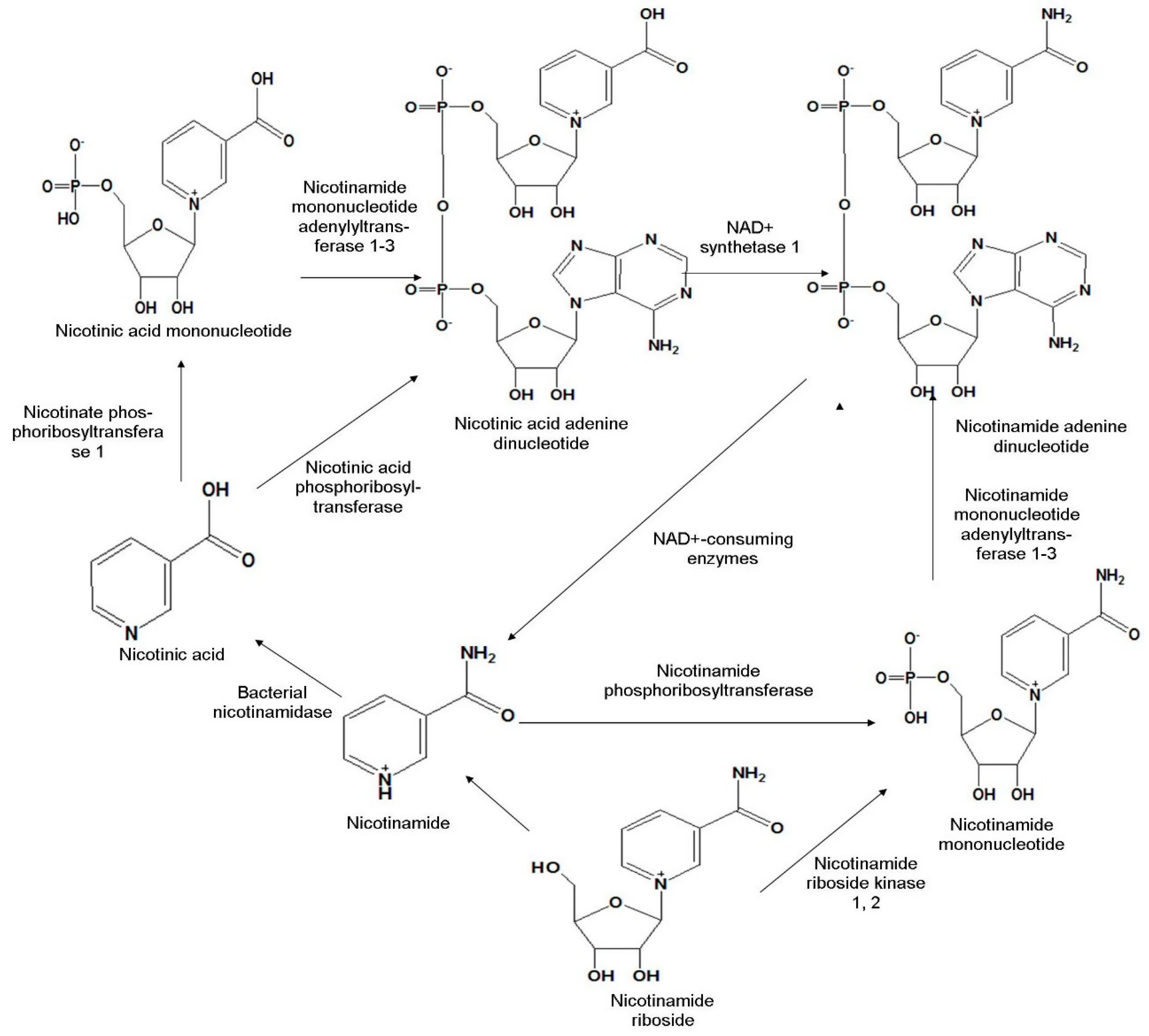 Никотинамид для чего. Nicotinamide mononucleotide. мононуклеотид схема. никотинамид в никотинамид мононуклеотид. никотинамид мононуклеотид формула.