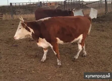 Продам корову телят