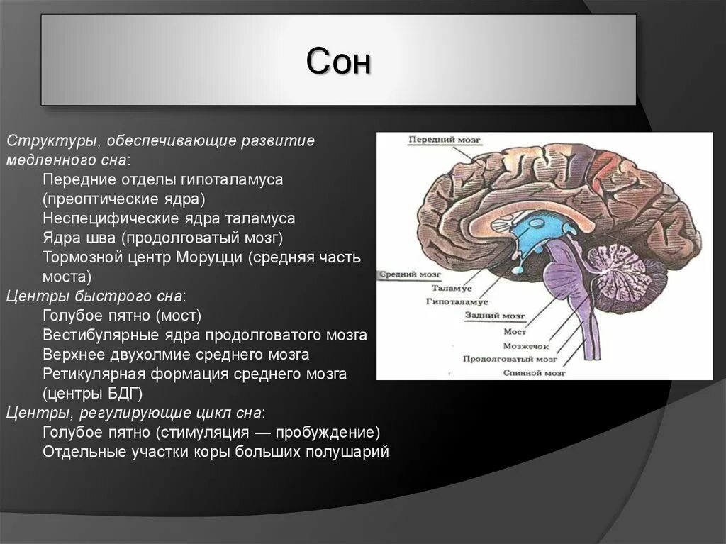 Центр времени в мозге. Ствол мозга строение промежуточный мозг. Голубое пятно ретикулярной формации ствола мозга. Продолговатый мозг таламус гипоталамус. Средний мозг продолговатый мозг промежуточный мозг функции.