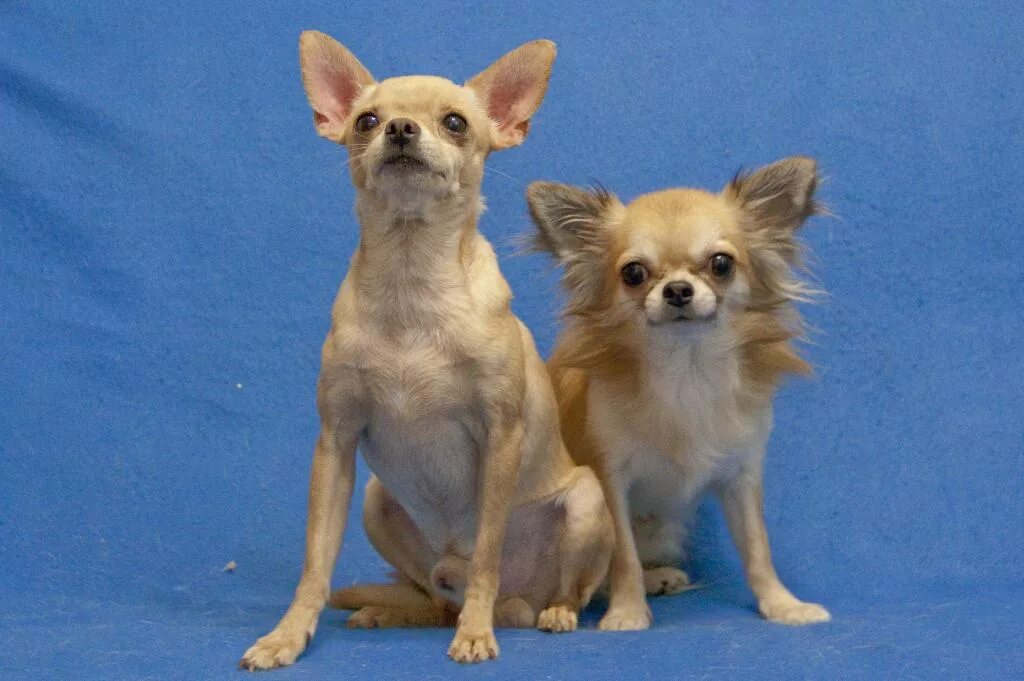 другие щенки питомники. твоя мечта питомник. ирландский мягкошёрстный пшеничный терьер щенки.