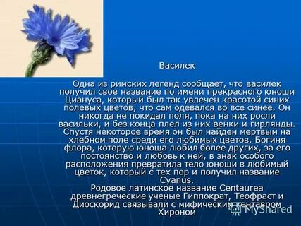 Сколько лет василек