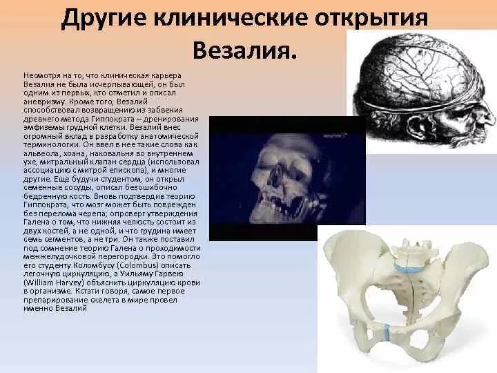 Основоположник современной научной анатомии. Медицина и научная деятельность Везалия. Везалий вклад в медицину. Андреас Везалий вклад в биологию.