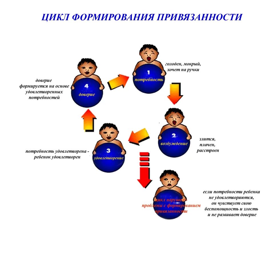 Теория привязанности схема. Типы нарушенной привязанности у ребенка. Типы привязанности в психологии у детей. Формирование привязанности у ребенка циклы. Потребность в привязанности