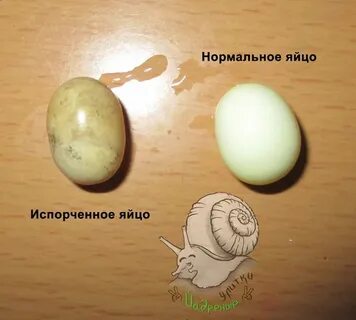 Почему яйцо портится