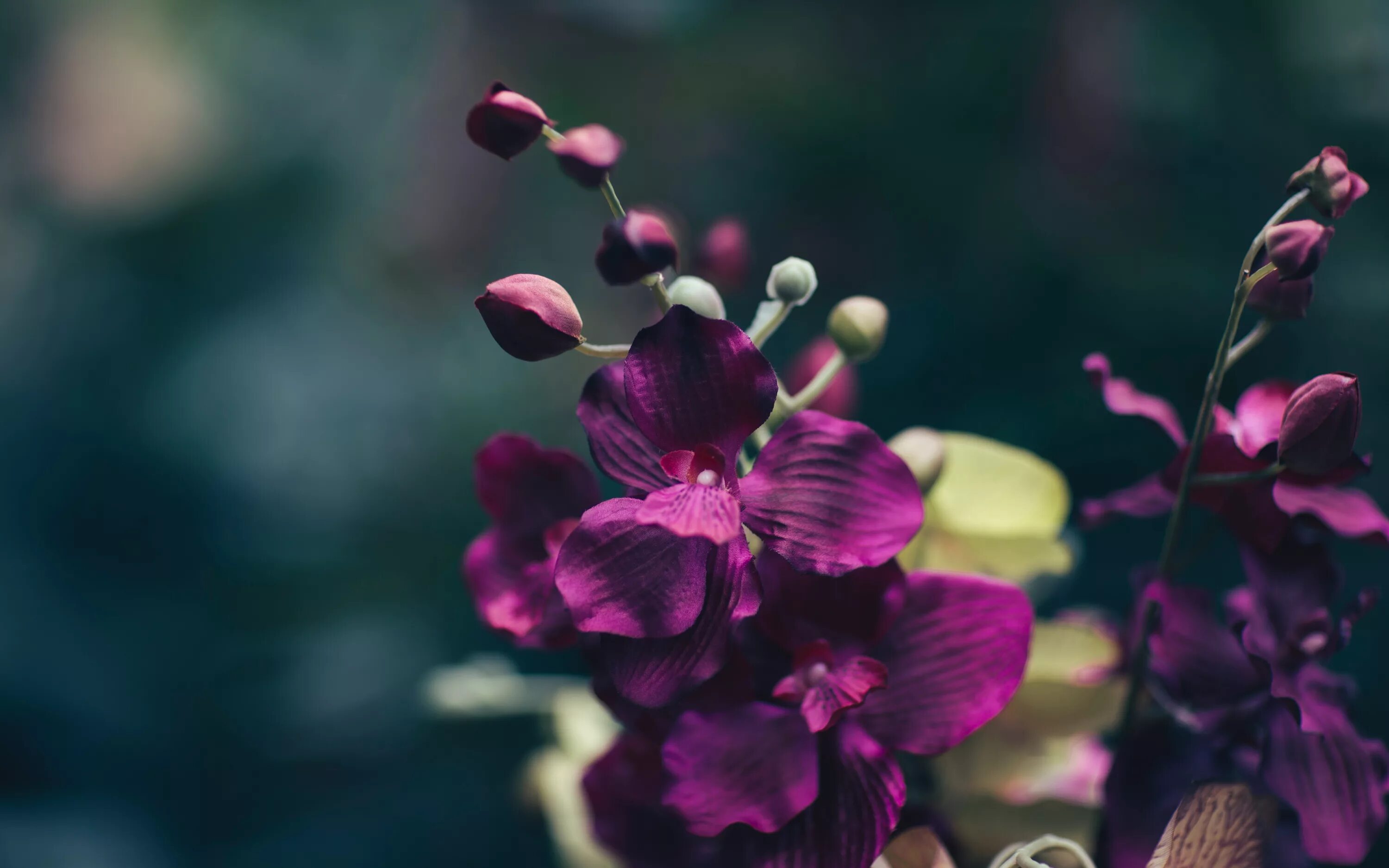 Фиолетовые цветы. Сиреневые цветы. Пурпурные цветы. Цветы Макросъемка. Flower mm2