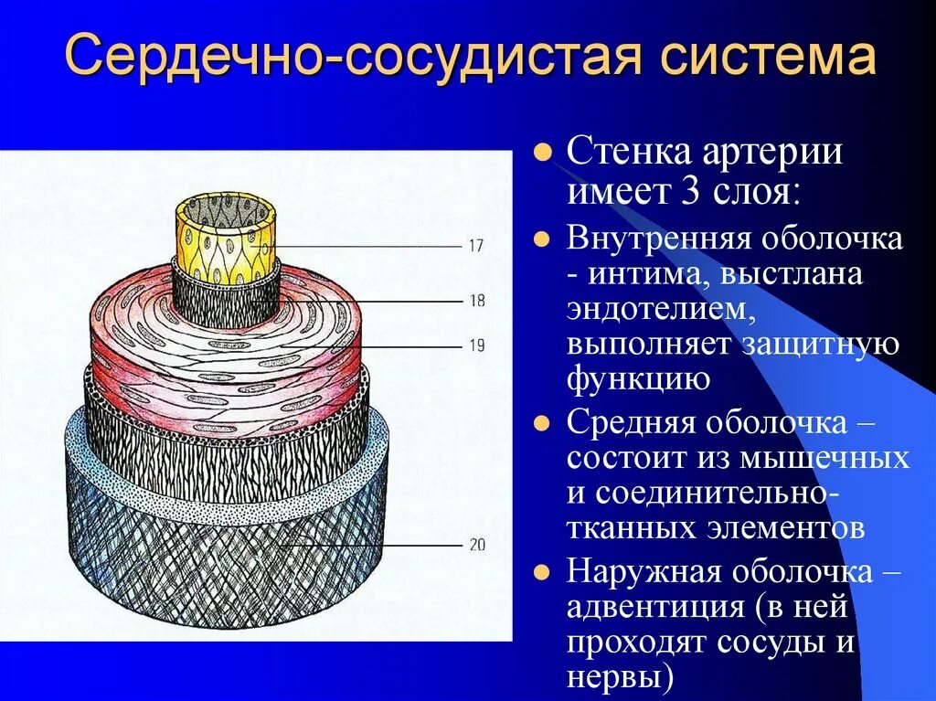 Сосуды состоящие из одного слоя клеток. Адвентиция сосудов. Внутренняя оболочка артерии. Наружная оболочка адвентиция. Средняя оболочка сосудов состоит из.