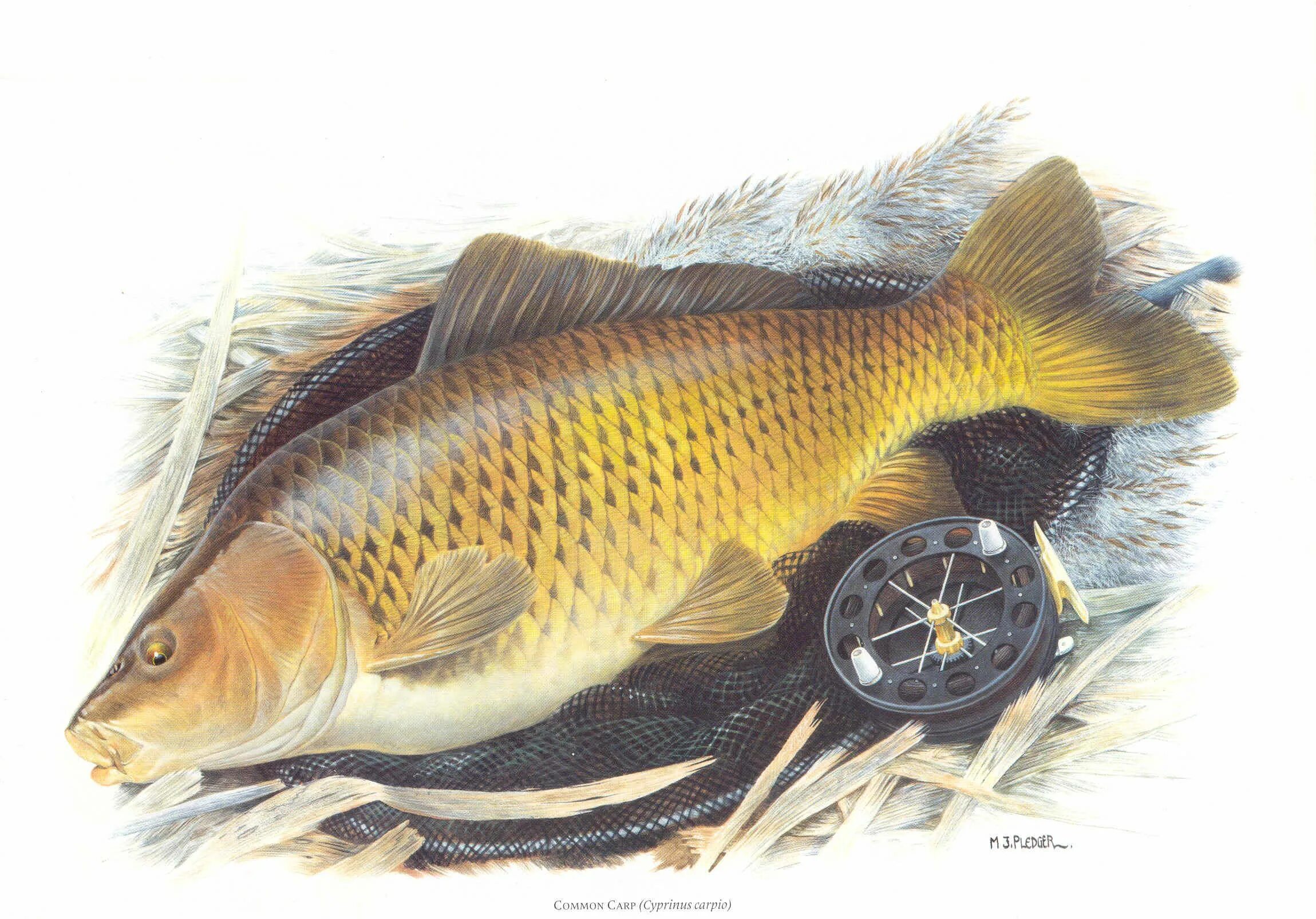 Carp карп. Карп обыкновенный – cyprinus carpio. сазан (cyprinus carpio). сазан (= карп обыкновенный) – cyprinus carpio. сазан рисунок.