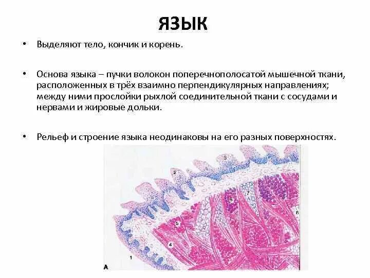 Язык тканевое строение. Язык анатомия строение снизу. Язык анатомия строение снизу. Язык выделить. Языковые уровни.