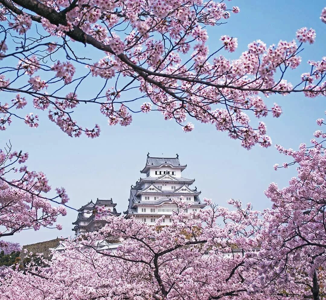 Замок Химэдзи Сакура. Замок Химэдзи Япония. Химедзи сад сакур. Япония Токио достопримечательности Сакура. Сакура рядом