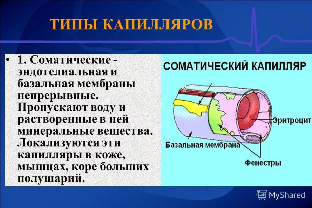 Капилляры характеризуются. Капилляры строение и функции. Капилляры строение и функции. Функции кровеносных сосудов. Основная функция капилляров.
