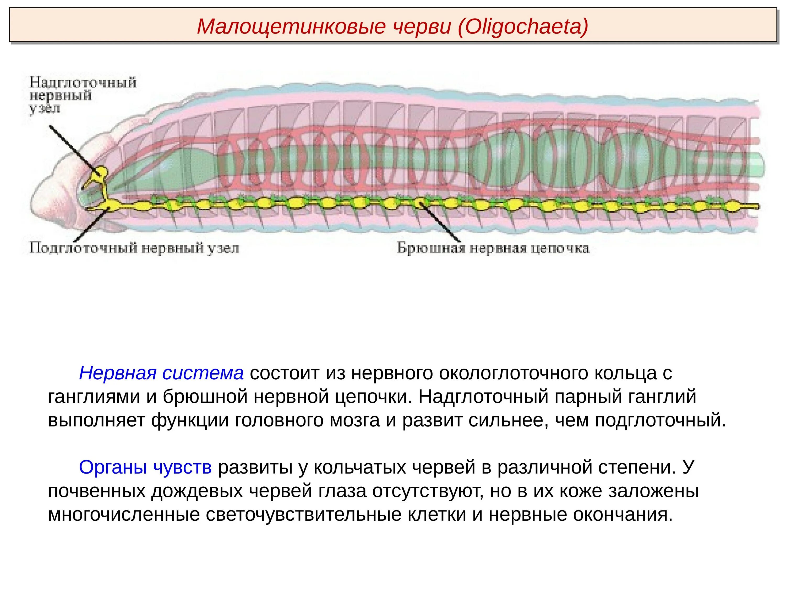 3 признака кольчатых червей. Нервная система кольчатых червей. Кольчатые черви нервная система окологлоточное кольцо. Нервная система дождевых червей. Нервная система система кольчатых червей.