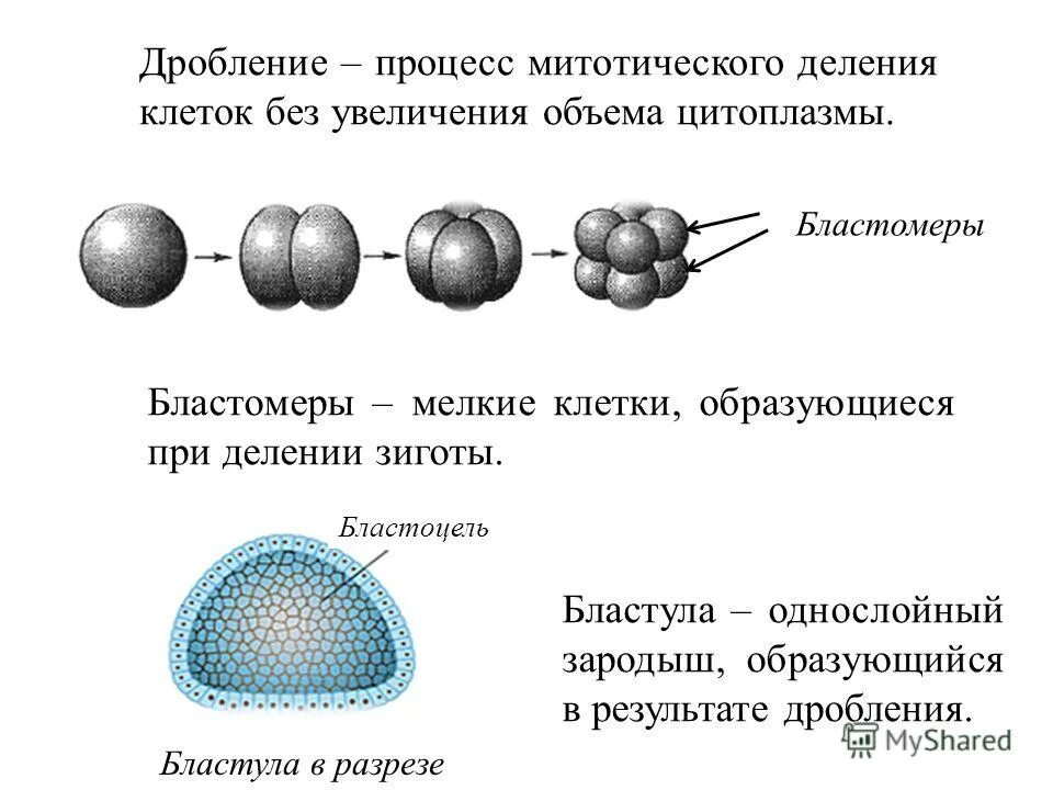 Дробление это