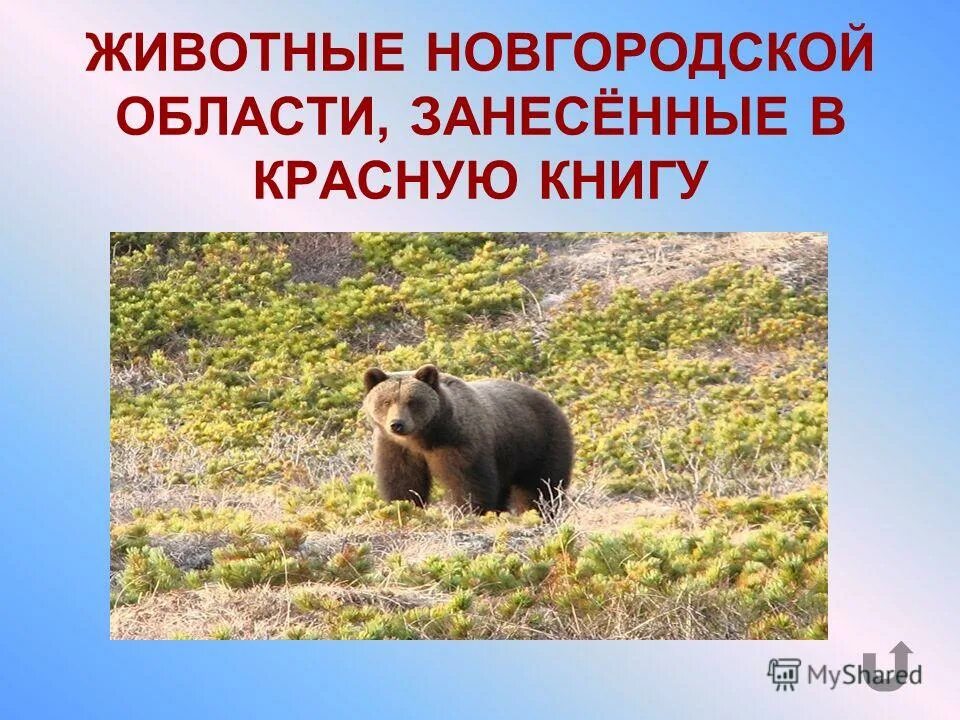 Красная книга новгородской области презентация