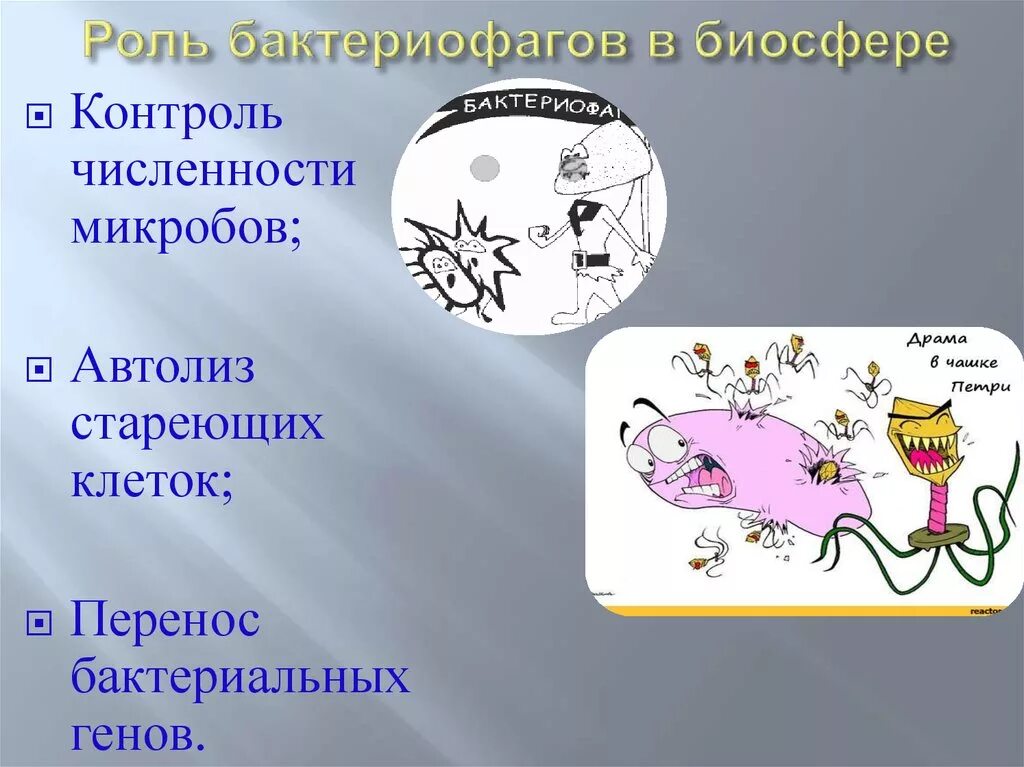 Роль бактериофагов в биосфере. Роль бактериофагов в природе. Роль вирусов в биосфере. Распространение бактериофагов в природе. Главная роль в природе