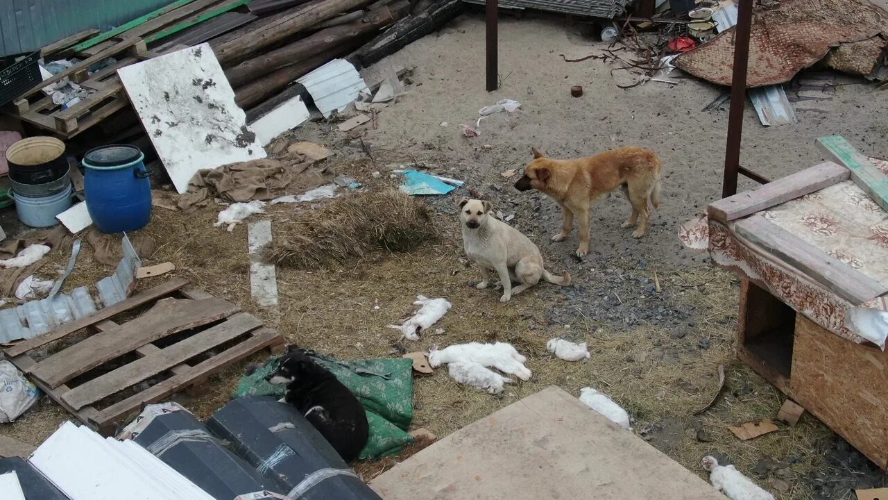 Спасти бомжа. Кисловодск собаки бездомные.