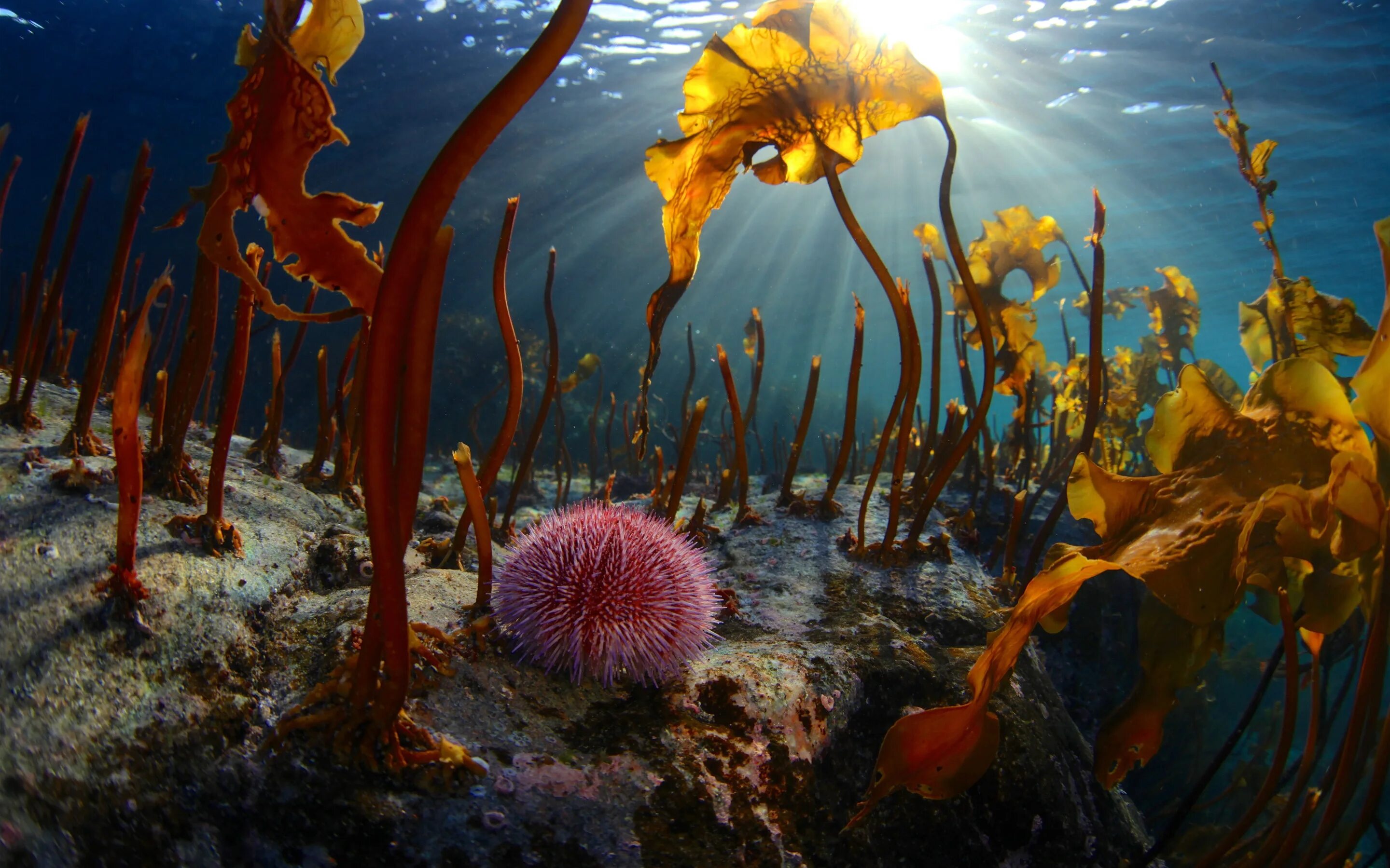 Кто живет на дне морском. Морской еж Баренцева моря. Водоросли Баренцева моря. Подводный мир Баренцева моря.