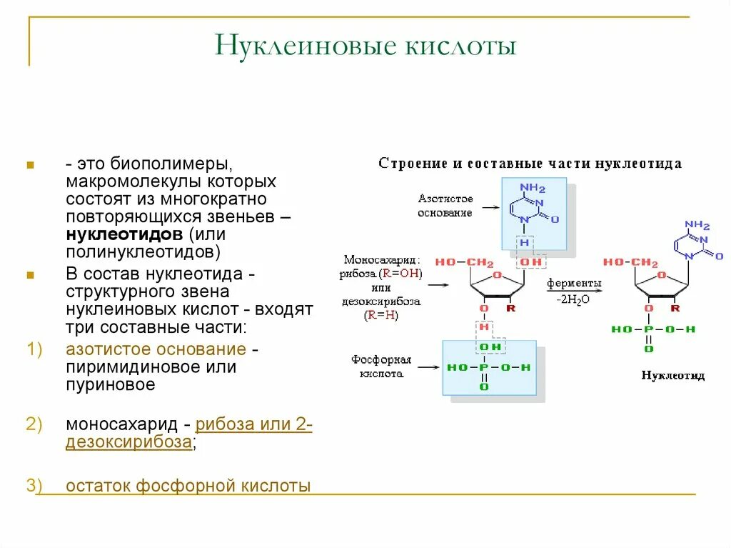 Синтез нуклеиновых кислот репликация и. Мономерные звенья нуклеиновых кислот. Остаток фосфорной кислоты Тип нуклеиновой кислоты. Нуклеиновые кислоты рнк функции