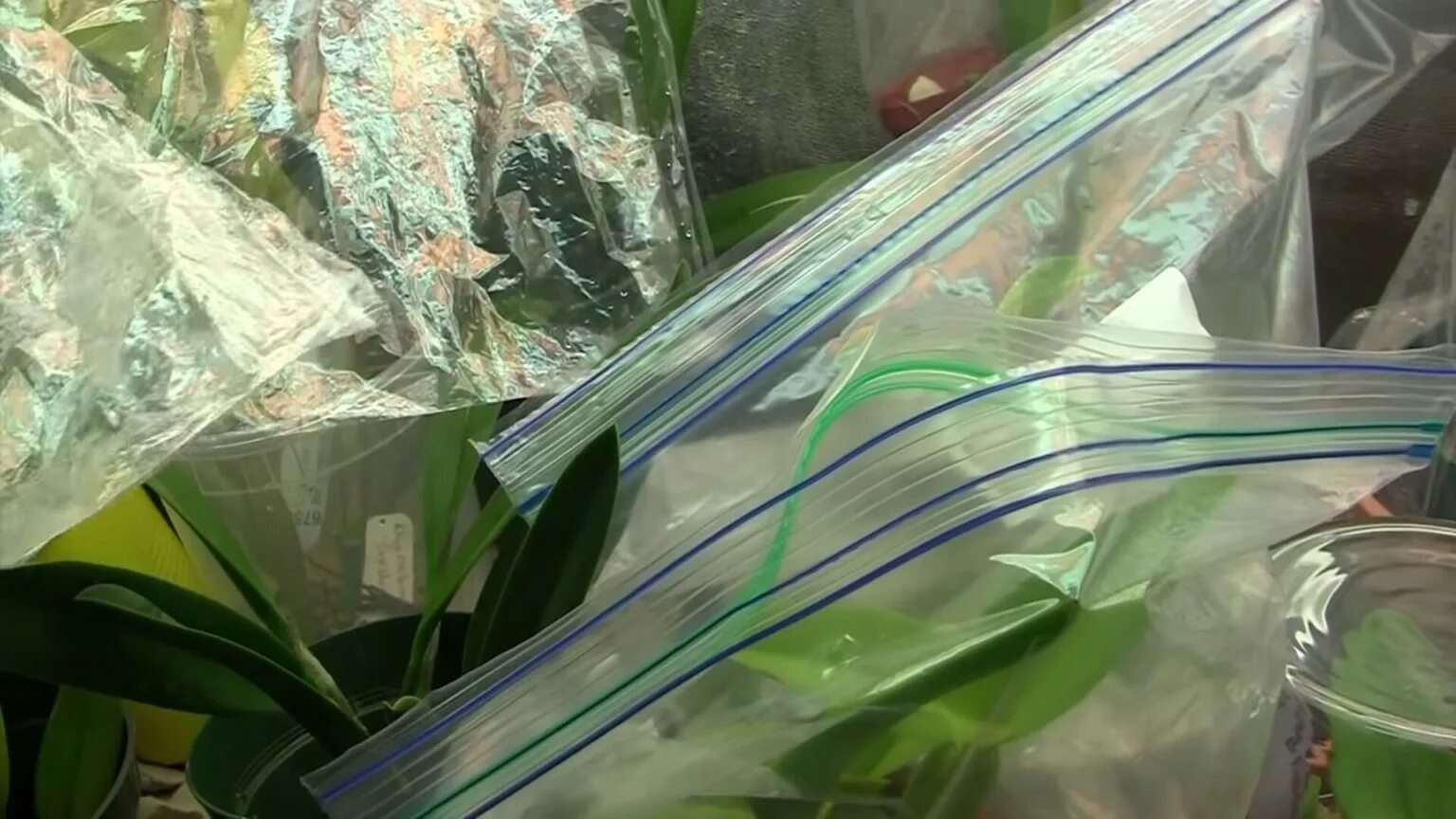 Наращивание зеленой массы. Тепличка из пакета чтоб нарастить корни орхидеи.