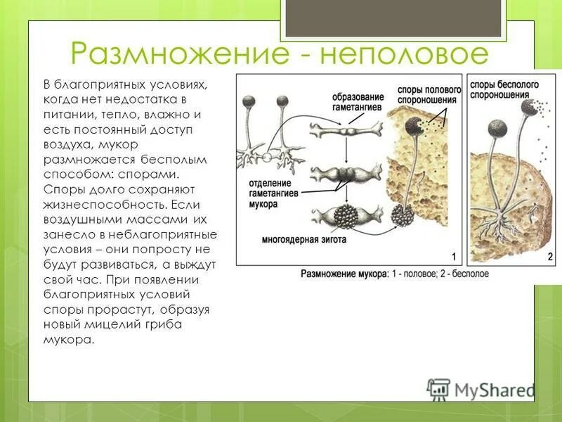 Грибы условия роста. Строение и размножение гриба мукора. Цикл размножения мукора. Цикл развития гриба мукора. Строение и размножение мукора.