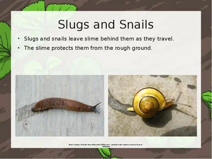 Snail перевод