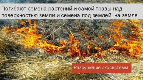 Почему нельзя поджигать сухую траву