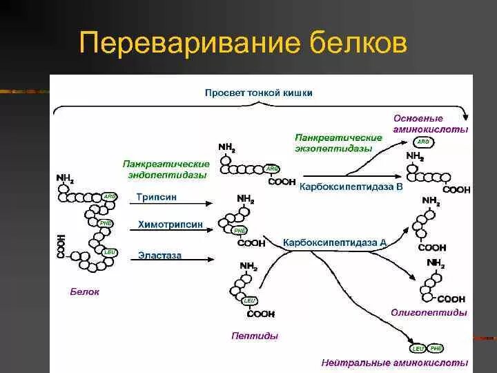 Переваривание белков в желудочно-кишечном тракте схема. Переваривание белков биохимия схема. Схема расщепления белков. Схема процесса переваривания белков в ЖКТ..