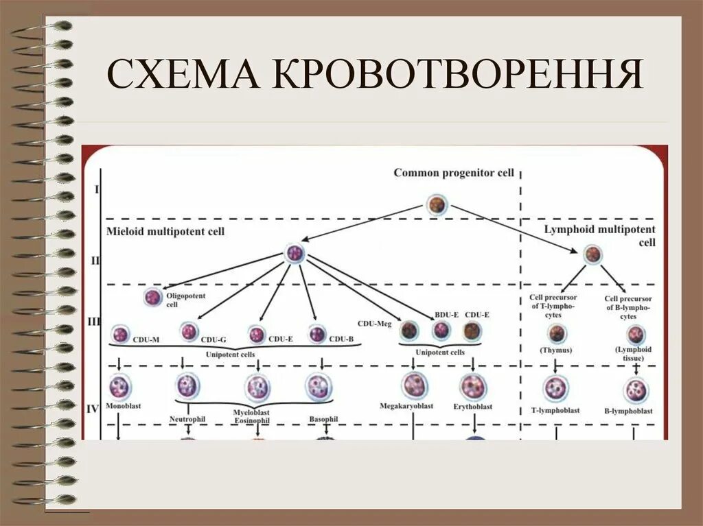 Гемопоэз гистология. Кровотворення. понятия кровотворення. схема гемопоэза с кластерами дифференцировки. кроветворная система диаграмма.
