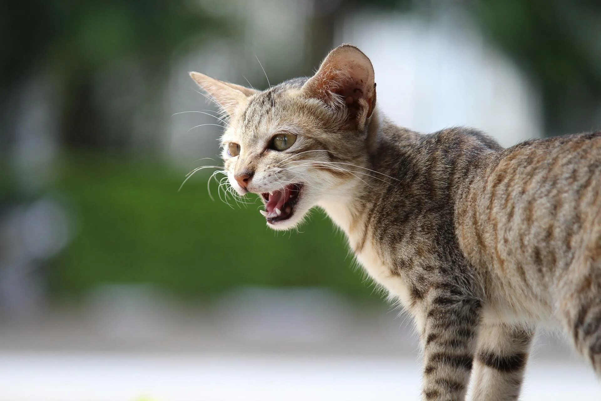 Послушать звуки кошек. Мяуканье кошки. Котенок мяукает. Кошка мяучит. Котенок рычит.