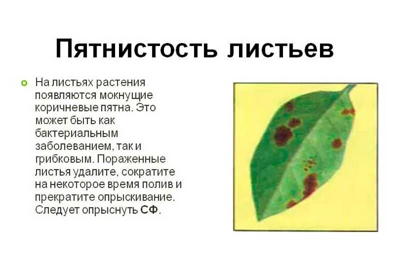 Пятна на листьях причины. Бактериальная пятнистость комнатных растений. Пятнистость листьев заболевание растений. Бурая пятнистость на комнатных растениях. Поражение листа комнатных растениях.