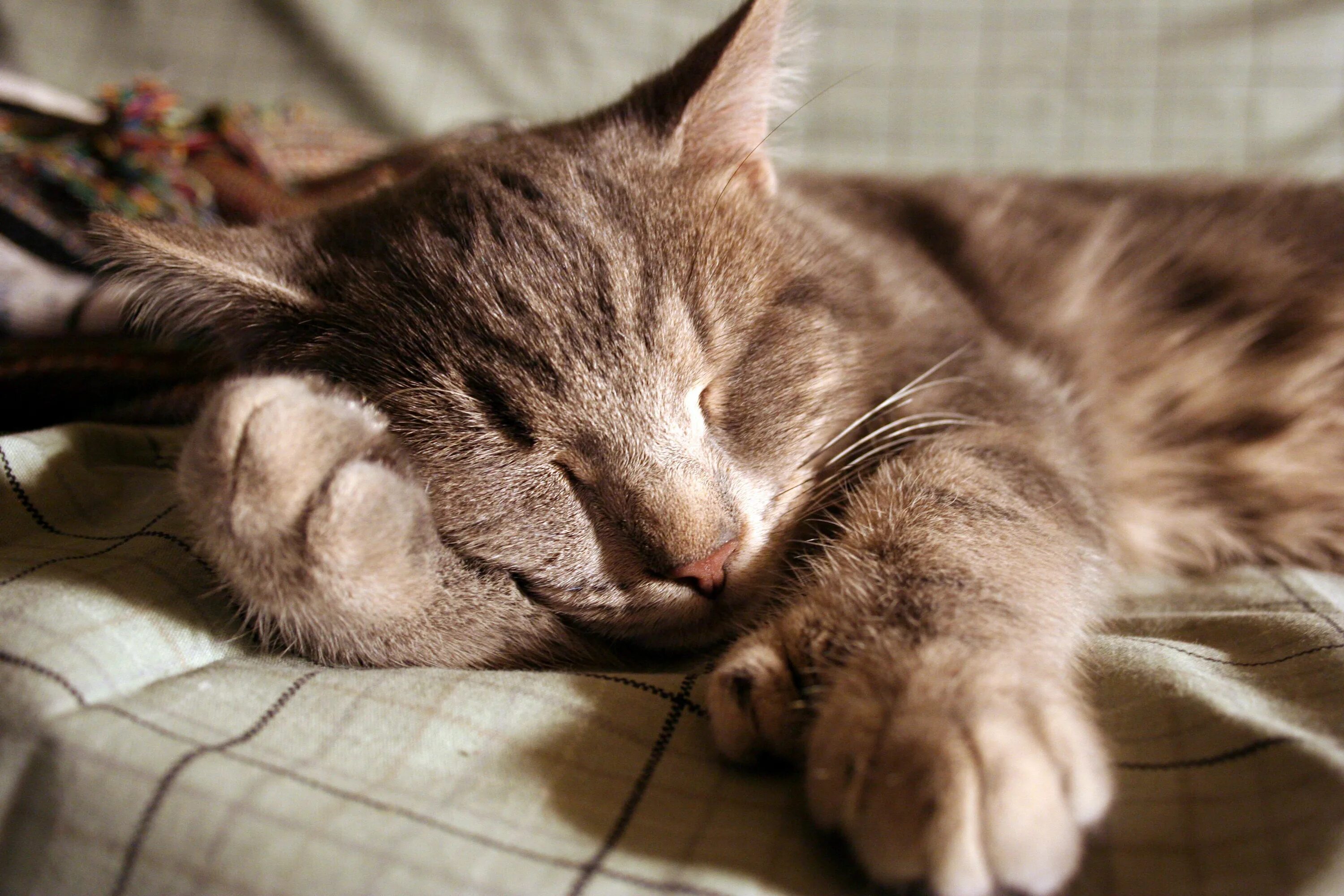 Спящие кошки фото. Спящий кот. Спящие котики. Сонный котик.