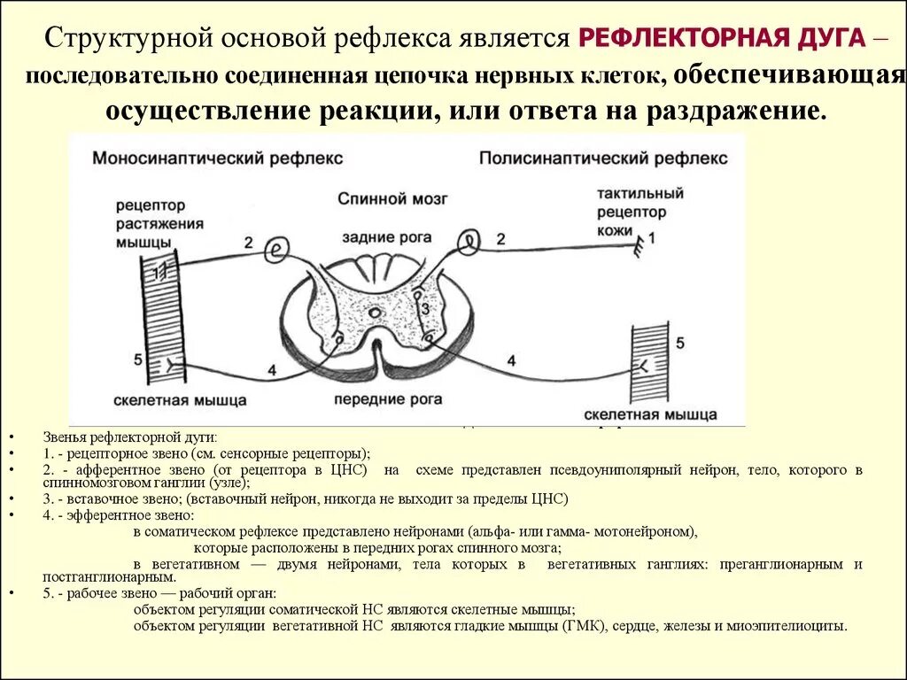 Рефлекс клетки. Рефлекторная дуга полисинаптических рефлексов. Афферентное звено соматического рефлекса. Полисинаптическая рефлекторная дуга соматического рефлекса. Афферентное звено рефлекторной дуги.