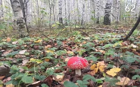 Рязанская область прогноз на 10 дней