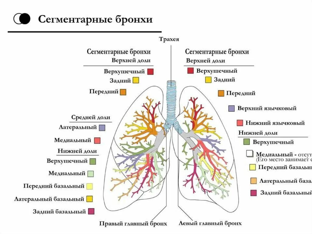 Бронхиальное дерево легких. Сегменты бронхов схема. Верхушечный сегментарный бронх. Бронхи строение сегменты. Бронхиальное дерево долевые сегментарные бронхи.