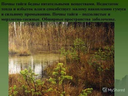 2 почвы в тайге
